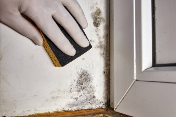 Best Asbestos and Lead Testing During Mold Inspection  in Claymont, DE